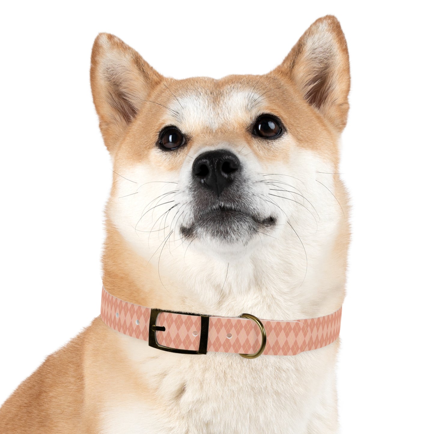 Coral Cascade Dog Collar