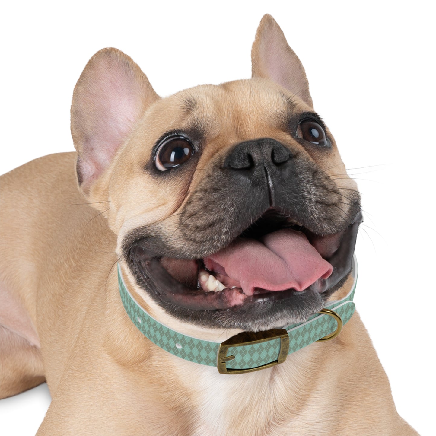Matching Mint Dog Collar