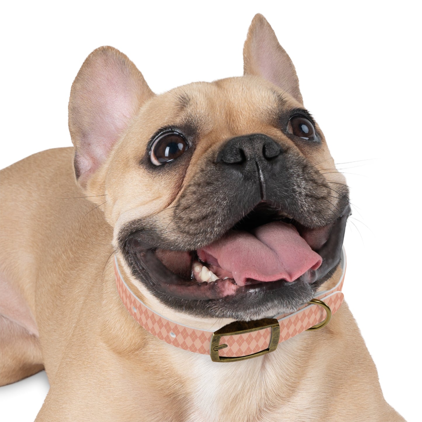 Coral Cascade Dog Collar